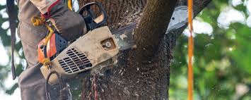 Best Tree Removal  in Limestone Creek, FL