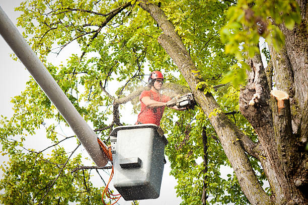 Best Utility Line Clearance  in Limestone Creek, FL