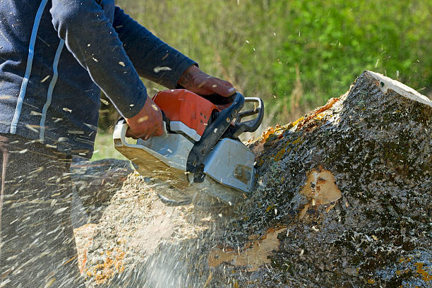 Best Tree and Shrub Care  in Limestone Creek, FL